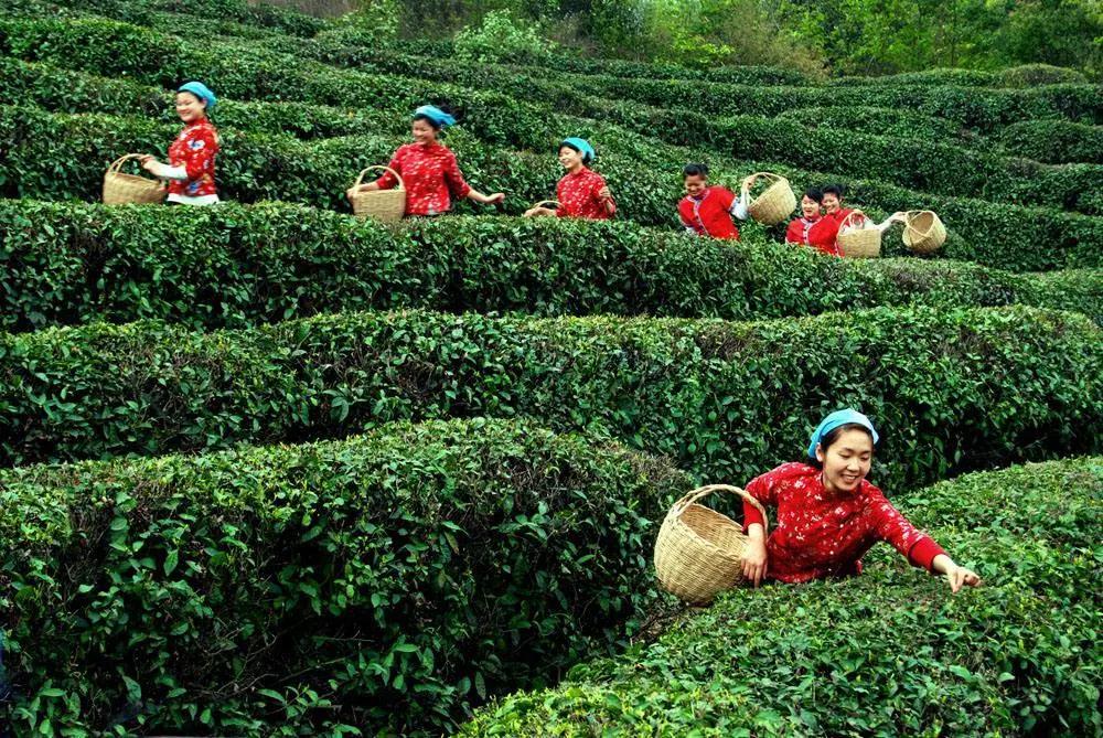 茶叶除湿机